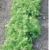  ??  ?? Leaf lettuce is a good choice for a small-space crop, as well as mesclun mix and radishes.