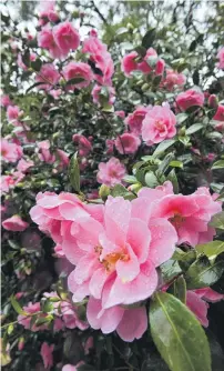  ?? PHOTO: GERARD O’BRIEN ?? Blooming great . . . A heavilyflo­wering camellia in the upper Dunedin Botanic Garden.