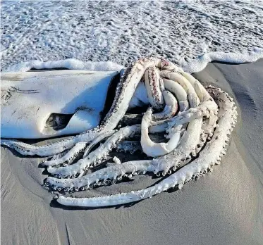  ?? | ALI PAULUS ?? GIANT squid washes ashore on a Cape beach in Kommetjie over the weekend.