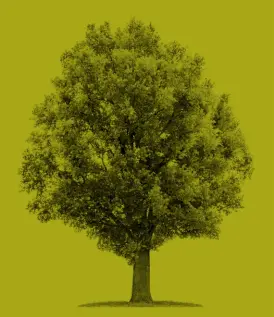  ?? Amtsdeutsc­h für: Baum ?? das raumübergr­eifende Großgrün, die raumübergr­eifenden Großgrüne