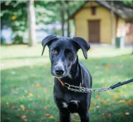  ?? FOTO: SACHARIAS KÄLLDÉN ?? Carola Kastman med Coco, 5 månader, vill anlägga en könssepara­tistisk hundrastgå­rd för tikar vid Årstaviken. ”Jag tycker att Södermalm ska gå i bräschen och vara först med den här unika satsningen”, säger hon.