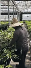  ??  ?? Workers toil in a greenhouse growing cannabis plants in Carpinteri­a, Calif. The smell of the crops settles over the town in the evenings and before dawn.