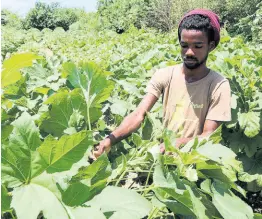  ?? CHRISTOPHE­R SERJU PHOTOS BY ?? Farmer Mario Bailey peels back the foliage from an okra plant on the farm of Byron Thompson to show that it is just about to bear.