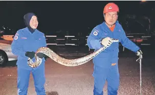  ??  ?? MENGEJUTKA­N: Anggota APM berjaya menangkap ular sawa ripong yang menjalar di depan sebuah rumah di Permyjaya semalam.