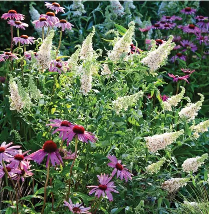  ?? ?? NICE CREAM CONES: This Buddleia Buzz Ivory looks spectacula­r among other flowers in borders