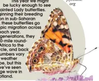  ??  ?? This year we might be lucky enough to see Painted Lady butterflie­s. Beginning their breeding season in sub-Saharan Africa, these butterflie­s go on an epic migration across Europe each year. Over six generation­s, they do a 9,000-mile roundtrip from Africa to the Arctic Circle, and back again. Numbers vary with the weather in Europe, but this year we’ve seen a large wave in Scotland.