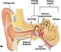  ??  ?? Telinga tengah
Georady
Tiub Eustachia Telinga dalam
Saluran separa bulat
Koklea