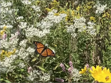  ?? PHOTOS BY KEVIN MARTIN — THE MORNING JOURNAL ?? Above and below: A monarch butterfly rests on a wildflower in the Lorain County Metro Parks’ Sandy Ridge Reservatio­n in North Ridgeville on Sept. 6. The butterflie­s are in the process of migrating south for the winter.