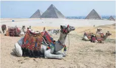  ?? FOTO: KHALED ELFIQI/DPA ?? Viel Zeit zum Ausruhen haben die Kamele vor den Pyramiden von Gizeh. Es gibt kaum Urlauber, die sie herumtrage­n müssen.