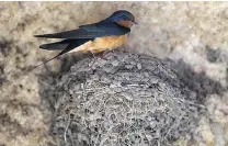  ?? ADRIAN LAM/ VICTORIA TIMES COLONIST ?? A swallow guards its nest in a UVic undergroun­d bike garage.