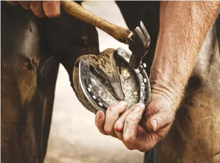  ??  ?? Prioritizi­ng regular trimming or shoeing from an experience­d farrier will help keep your horse’s joints healthier when his hooves are in proper balance.