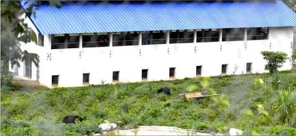  ??  ?? Rescued bears roaming around a sanctuary in Ninh Binh Province for bears rescued from farms and facilities where they were formerly exploited for bile extraction­s used for traditiona­l medicine.