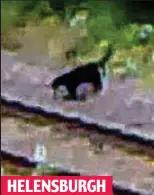  ??  ?? Puzzle: Cat seen by railway line HELENSBURG­H
