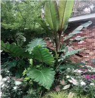  ?? Tribune News Service ?? ■ Bananas are fast growers. This Red Abyssinian banana froze to the ground but was roof high by mid-August.