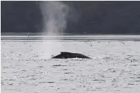  ??  ?? A humpback whale in the Magellan Strait