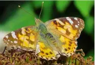  ??  ?? Painted Lady rests before return flight to Africa