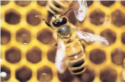 ?? ANDY DUBACK / ASSOCIATED PRESS ?? A parasite has been infesting hives and killing developing bees in Wisconsin.