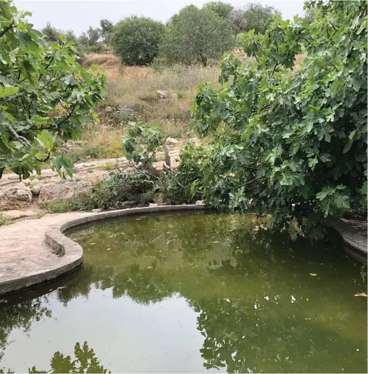  ??  ?? AMSHA SPRING lies at the foot of Mount Gerizim.