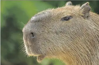  ?? FILES ?? Capybaras, which made news with their recent escape in Toronto, are numerous, both in the water and on land.