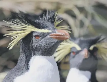  ??  ?? 0 Northern rockhopper penguins are among the animals thriving around Tristan da Cunha