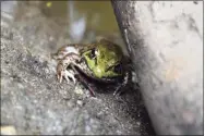  ?? Jarret Liotta / For Hearst Connecticu­t Media ?? One of the frogs in the pond off the Swamp Loop Trail at Earthplace.