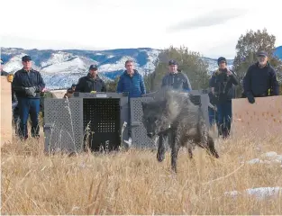  ?? COLORADO COLORADO PARKS AND WILDLIFE ?? Colorado Parks and Wildlife release wolf 2302-OR, one of five gray wolves, onto public land Dec. 18 in Grand County.