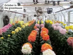  ?? ?? October in the greenhouse