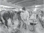  ?? MARK HOFFMAN/MILWAUKEE JOURNAL SENTINEL ?? Tom Crosby spreads lime and sawdust in his milking barn.