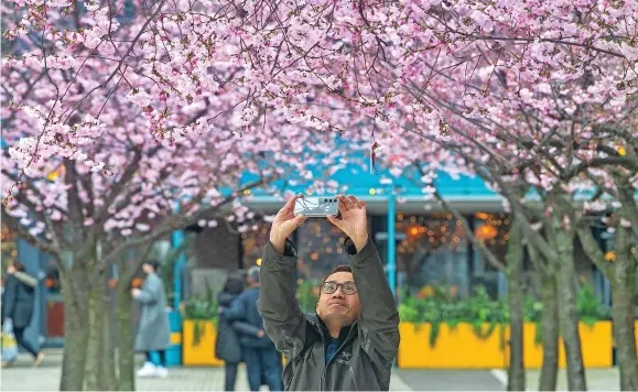  ?? ?? The beautiful cherry blossom in Oozells Square, in Brindleypl­ace, Birmingham, is proving picture perfect for many visitors, with spring around the corner