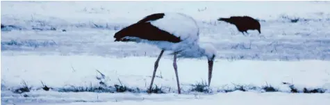  ??  ?? Foto: Paul Wendl Bei der Futtersuch­e sind Störche erfinderis­ch, viele bleiben auch im Winter bei uns wie dieser Storch, der bei Münsterhau­sen in Begleitung einer Rabenkrähe nach Nahrung sucht.