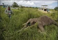  ?? BEN CURTIS — THE ASSOCIATED PRESS ?? In this photo taken Friday wildlife veterinari­an Ernest Mjingo walks toward a tranquiliz­ed elephant carrying a bottle of water to pour over its ears to keep it cool, during an operation to attach GPS tracking collars in Mikumi National Park, Tanzania.