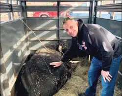  ?? Plymouth Police Department / Contribute­d photo ?? Plymouth Police Capt. Ed Benecchi poses with Buddy the Beefalo after his capture.