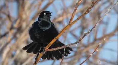  ??  ?? COURTSHIP— This handsome male rusty blackbird in breeding plumage was making squeaky vocalizati­ons while courting a nearby female with a fan-tailed, open-mouthed display.