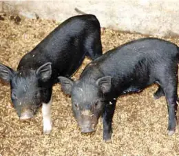  ??  ?? The Philippine native pig is either black or black with a white belly and foot, and the varieties include the Ilocos and Jalajala.