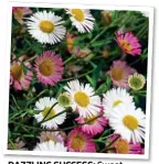  ??  ?? DAZZLING SUCCESS: Sweet Sunset, one of the new series of hardy Gerberas, main picture, and, above, Erigeron karvinskia­nus