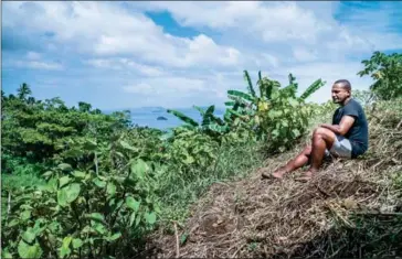  ?? LAM YIK FEI/THE NEW YORK TIMES ?? Viliame, the owner of a kava farm, at work in Taveuni, Fiji, on November 20.