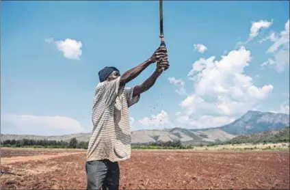  ??  ?? Tough call: The pervasive nature of corruption has marred hopes of ensuring that large numbers of emerging farmers enter into and thrive in the agricultur­al and food production industries. Photo: Paul Botes