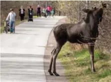  ?? FOTO: KIM FORCHHAMME­R ?? Gamla Skarpnäcks­vägen, vid Kaninparke­n, bjöd på något ovanligt i helgen.