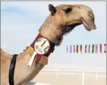  ?? ?? Uno de los camellos ganadores.