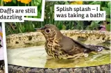  ?? ?? Splish splash – I was taking a bath!