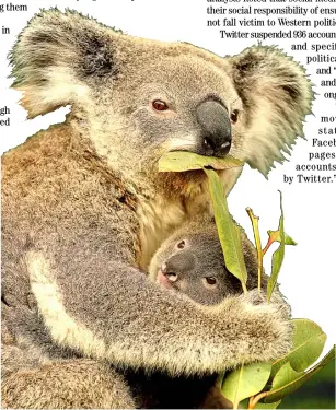  ?? AFP ?? Mother and baby A female koala bear and its joey, enjoying their favorite diet, eucalyptus leaves.