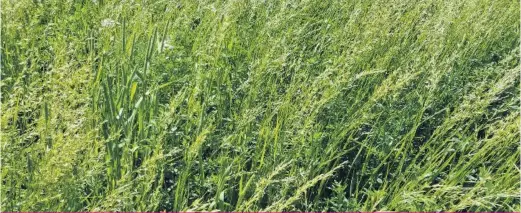  ??  ?? Un mélange d’espèces fourragère­s pérennes comprenant la luzerne, la fléole des prés et la fétuque élevée.