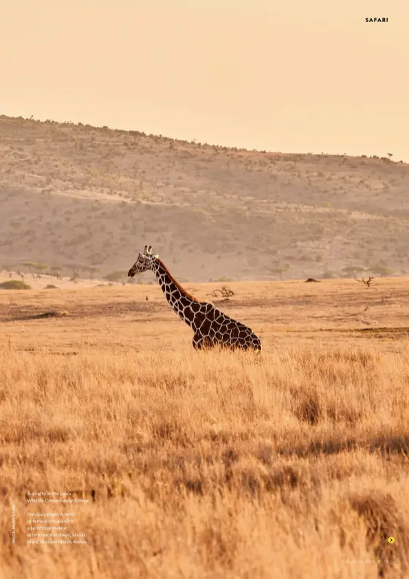  ?? ?? A giraffe in the Lewa
Wildlife Conservanc­y, Kenya
Previous page: A herd of female impala with a territoria­l male in attendance at dawn, Masai Mara, Musiara Marsh, Kenya