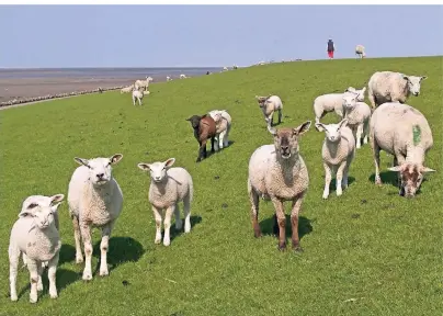  ?? FOTOS: BERND SCHILLER ?? Ein typisches Bild: Schafe grasen auf dem Deich.