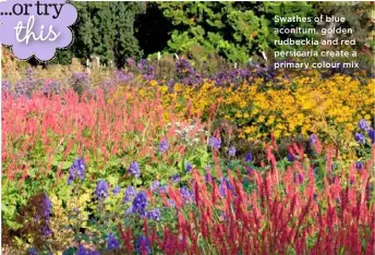  ??  ?? Swathes of blue aconitum, golden rudbeckia and red persicaria create a primary colour mix