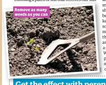  ??  ?? Remove as many weeds as you can