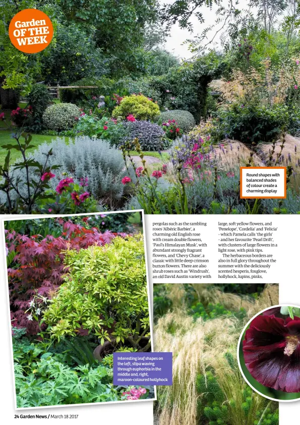  ??  ?? Interestin­g leaf shapes on the left, stipa waving through euphorbia in the middle and, right, maroon-coloured hollyhock Round shapes with balanced shades of colour create a charming display