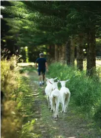  ??  ?? Boat builder John Christian Bailey (right), a descendant of mutineer Fletcher Christian, chats to Jess while standing in a near-finished lighter that will soon be used to bring the island’s cargo ashore. Goats trot along a road (above) lined with pine...