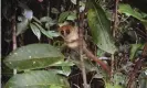  ?? Photograph: Marina Blanco/Handout ?? The Jonah’s mouse lemur is on the verge of extinction, despite the fact that its existence was only announced this summer.