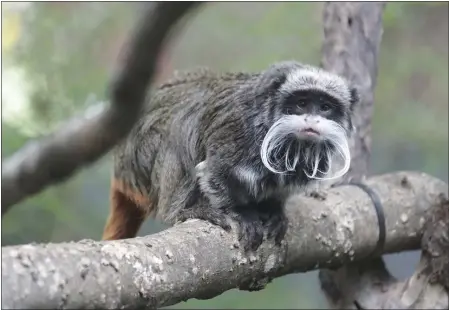  ?? DALLAS ZOO VIA AP ?? This photo provided by the Dallas Zoo shows an emperor tamarins that lives at the zoo.